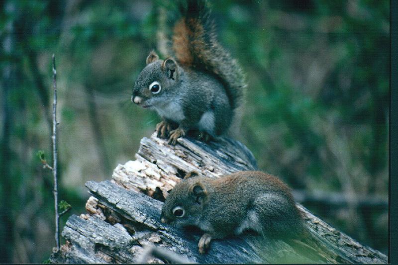 Young Douglas Squirrels 2-On Log.jpg