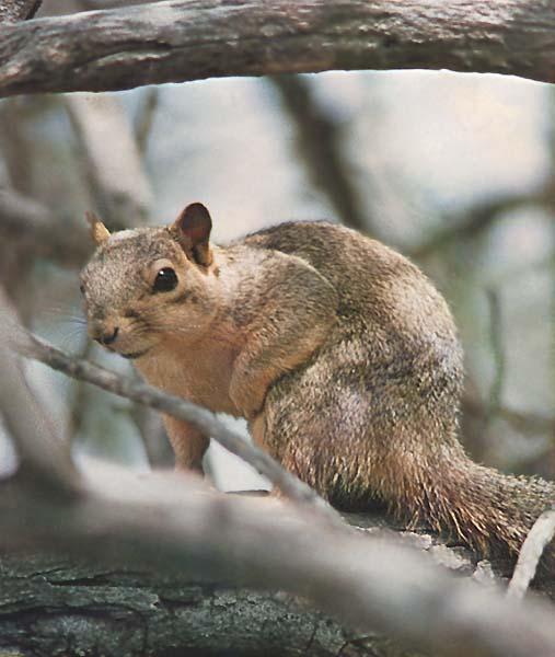 American Red Squirrel-On Tree.JPG