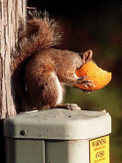 00431-American Red Squirrel eating orange.jpg