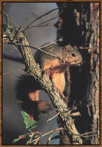 American Red Squirrel 02-Watching-On-Branch.jpg