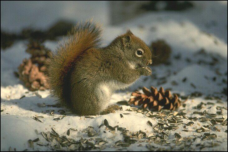 American Red Squirrel 151060-On Snow-Dinner.jpg