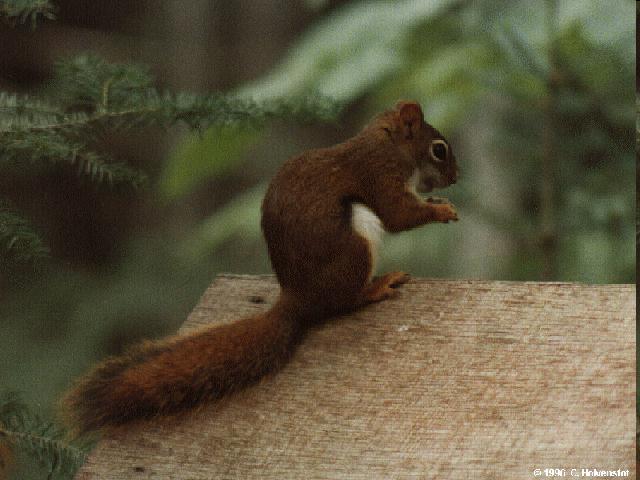 American Red Squirrel-On Roof.jpg