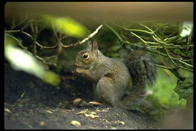32-Gray Squirrel-dinner.jpg