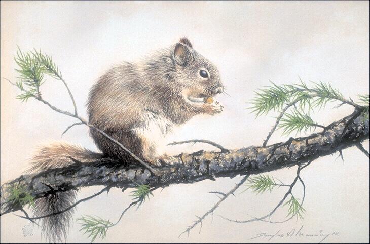 Animal Paintings-319078-Gray squirrel-eating nut on pine branch.jpg