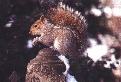 anm16-Gray Squirrel.jpg
