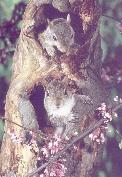 dh Baby Squirrels Steve Maslowski.JPG