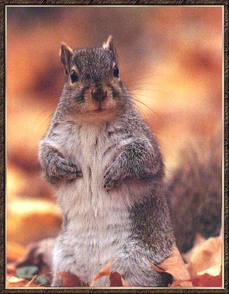 Gray Squirrel 01-Standing-Autumn Leaves.jpg