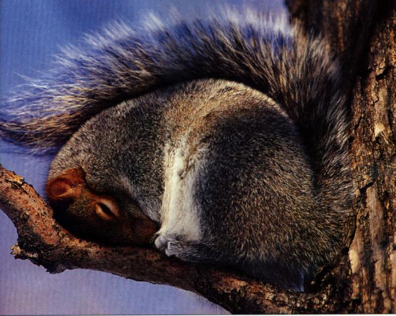 Gray Squirrel sleepy on branch.jpg