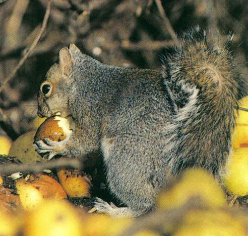Gray Squirrel-eating Nut.jpg