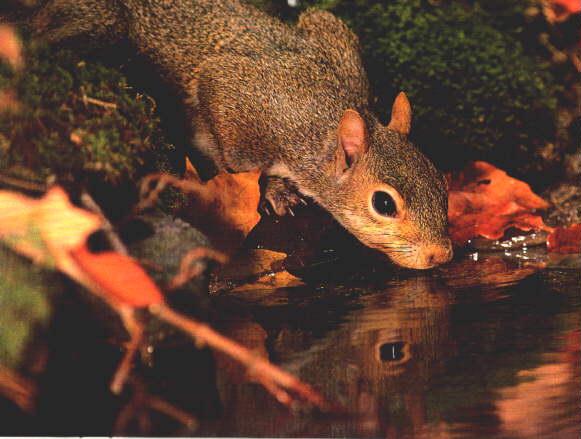 Gray Squirrel-Lapping Water.jpg