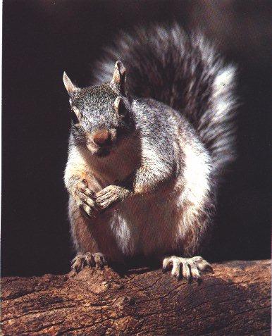 Gray Squirrel-On Horizontal Log.jpg