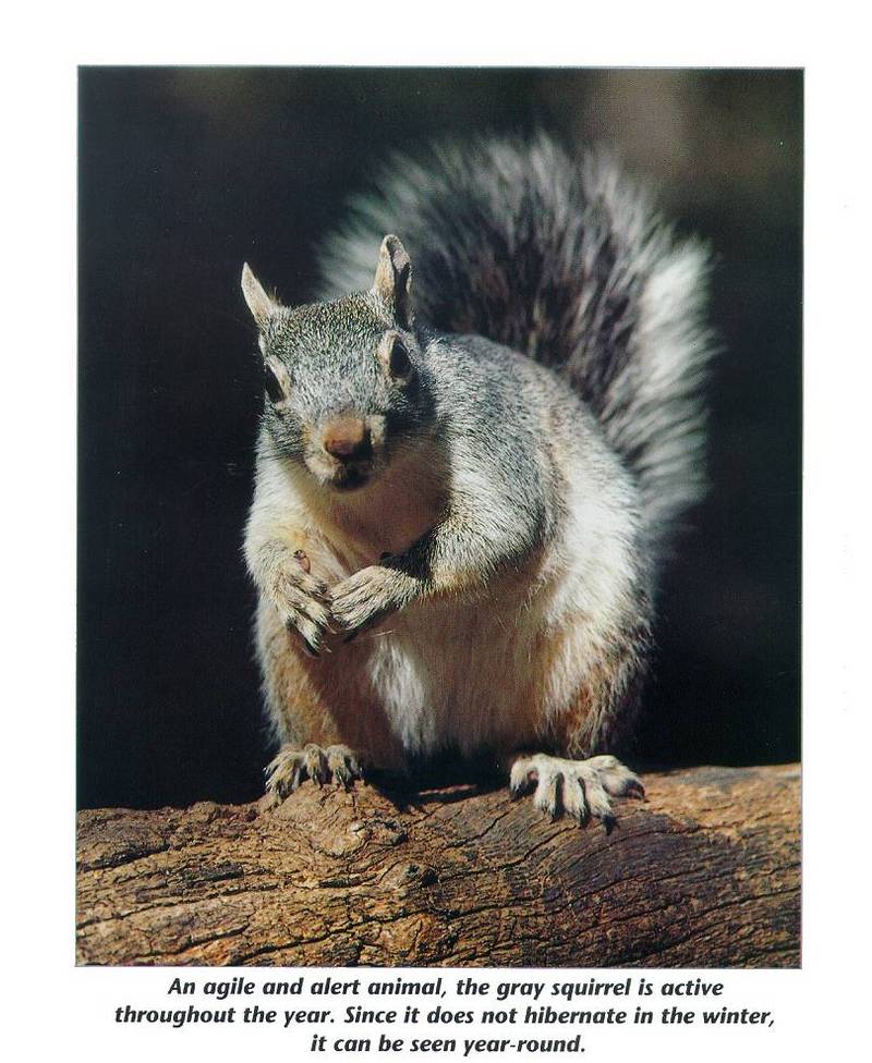 mammal06-Gray Squirrel-on log.jpg