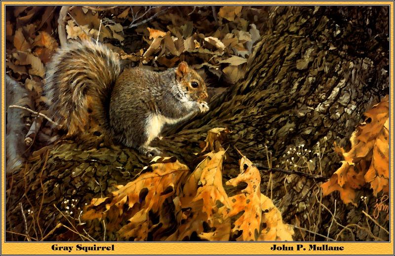 p-bwa-13-Gray Squirrel-Painting by John P Mullane.jpg