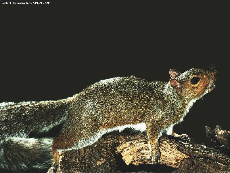 pv Gray Squirrel 1-on branch.jpg