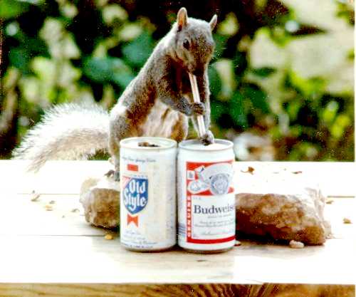 squirl-Gray Squirrel-and-beer cans.jpg