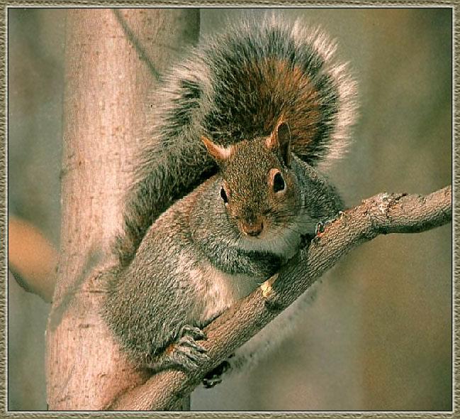 Eastern Gray Squirrel 01.jpg