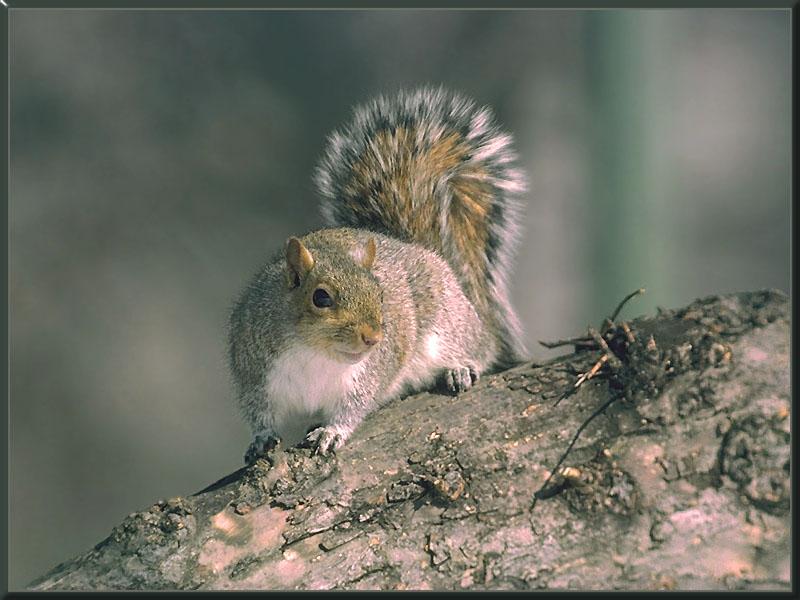 Eastern Gray Squirrel 04.jpg