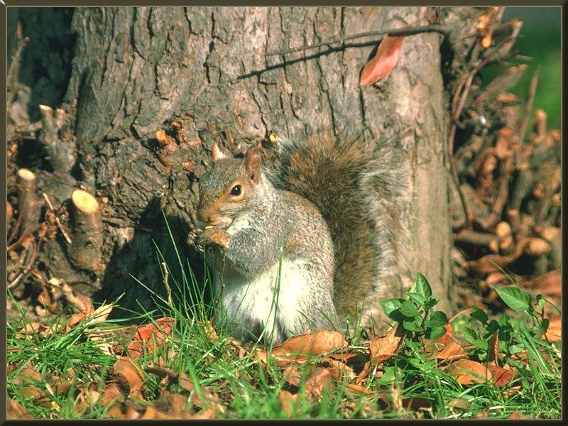 Eastern Gray Squirrel 12 On Grass Dinner.jpg