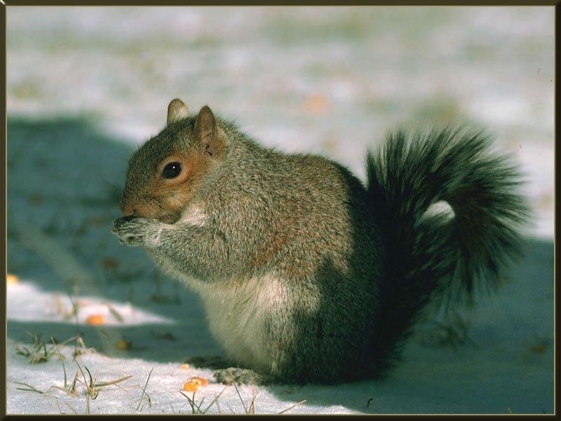 Eastern Gray Squirrel 13.jpg