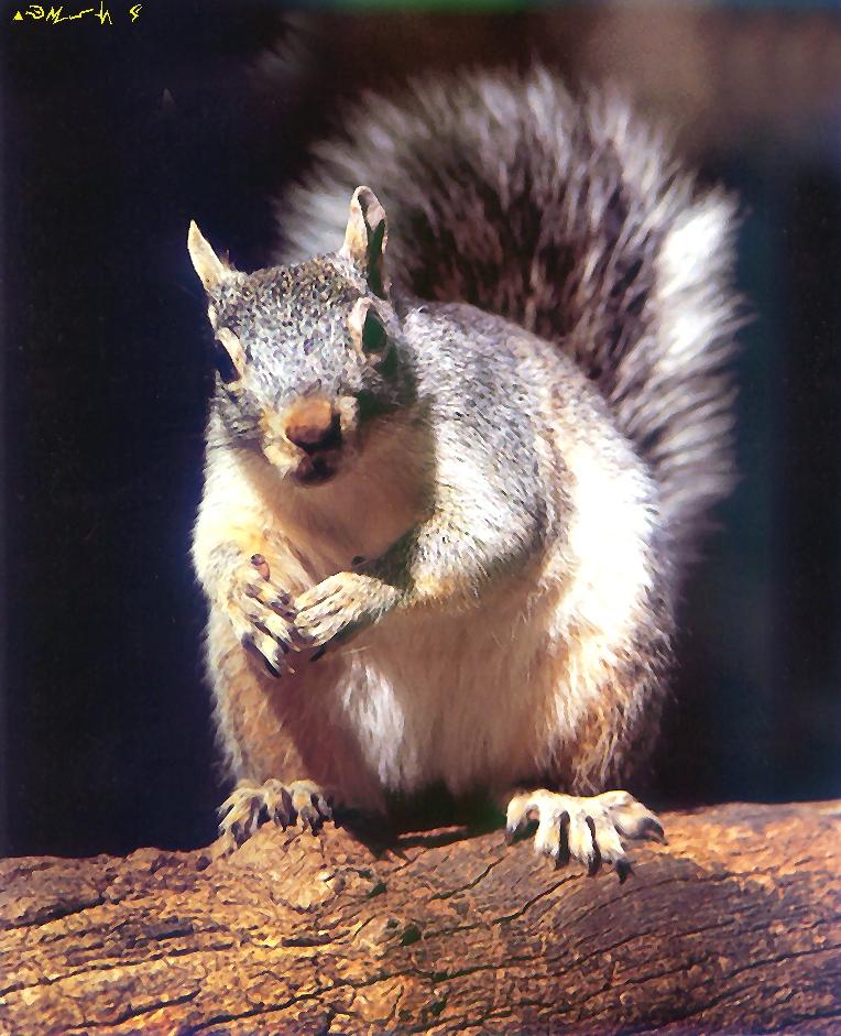 Grey Squirrel-Eastern Gray Squirrel-on log.jpg