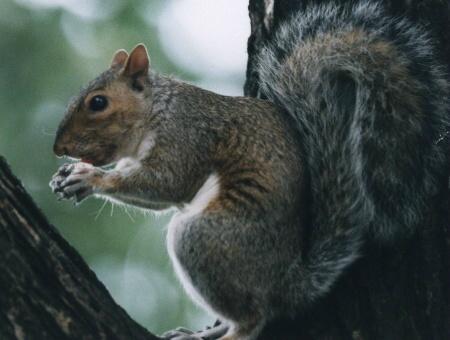 sqrl-Eastern Gray Squirrel-closeup.jpg
