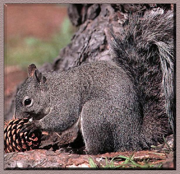 Western Gray Squirrel 01.jpg
