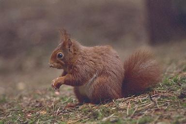 British Eurasian Red Squirrel 1.jpg