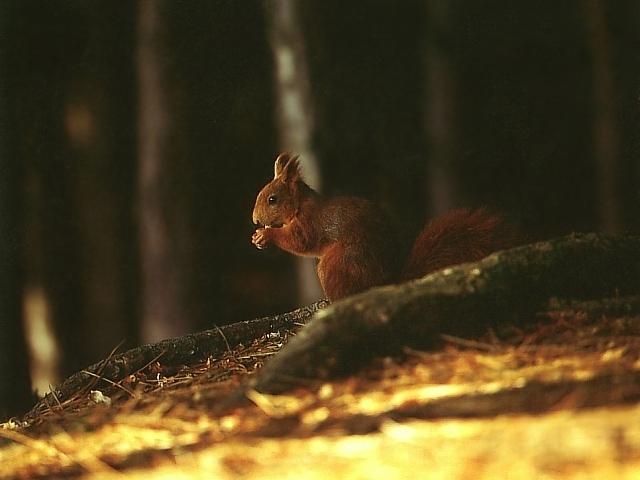 red sqrl-British Red Squirrel.jpg