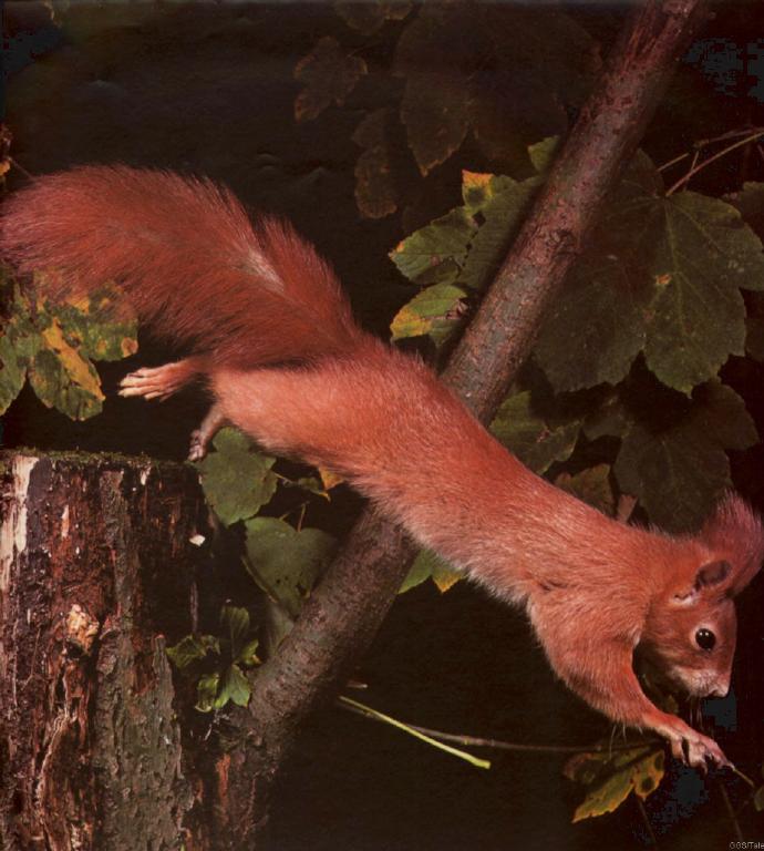 cal1985-Eurasian Red Squirrel-eichhorn.jpg
