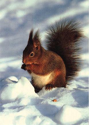 Ekorre-Eurasian Red Squirrel-eating nuts on snow.jpg
