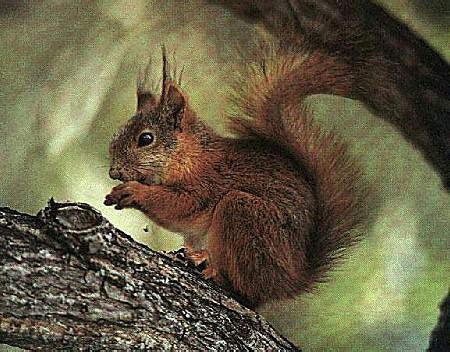 Ekorre-Eurasian red squirrel-from Sweden.jpg