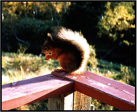 Ekorre1-Eurasian Red Squirrel-eating nut on fence.jpg