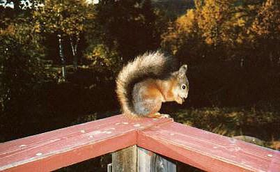 Ekorre2-Eurasian Red Squirrel-eating nut on fence.jpg