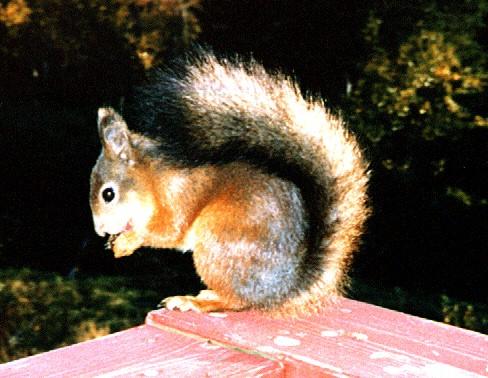 Ekorre3-Eurasian Red Squirrel-eating nut on fence.jpg