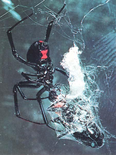 Black Widow Spider-Catching Beetle Prey.JPG