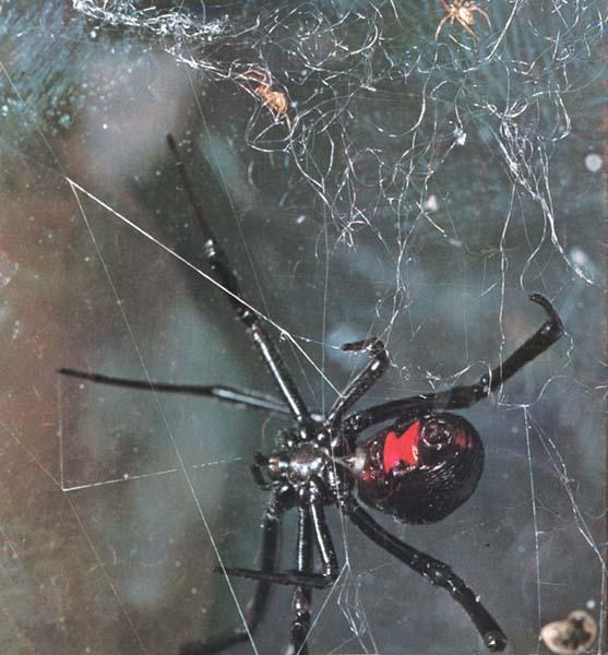 Black Widow Spider-Mom and spiderlings on web.JPG