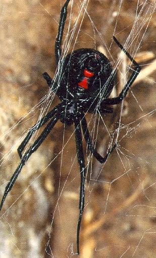 bwidow1-Black widow spider-on web.jpg