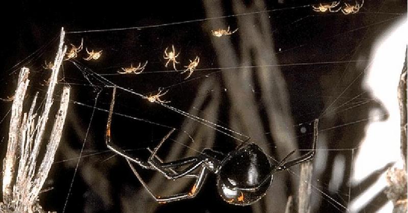 NGS-Black Widow Spider-Mom and Spiderlings On Web.jpg