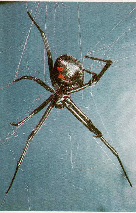 Tiny Beasty-Spider-Black Widow.jpg