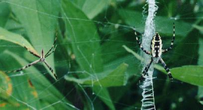 argiope1-Black-and-yellow Argiope Spider.jpg