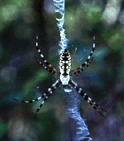 argiope-Black-and-yellow Argiope Spider.jpg