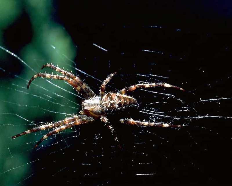 anmin012-Spider on web.jpg