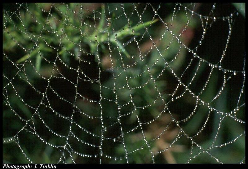 JT03103-Spider Web-with dew.jpg