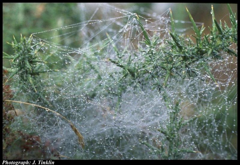 JT03151-Spider Web-closeup.jpg