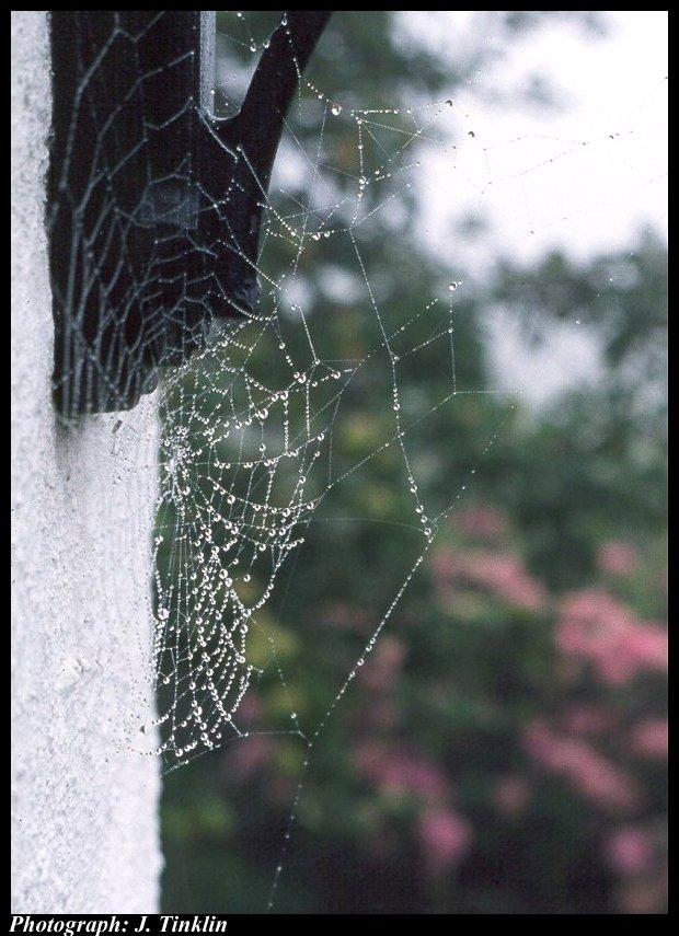 JT03152-Spider Web with dews-closeup.jpg