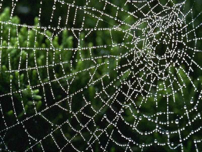 spider Web o1.jpg
