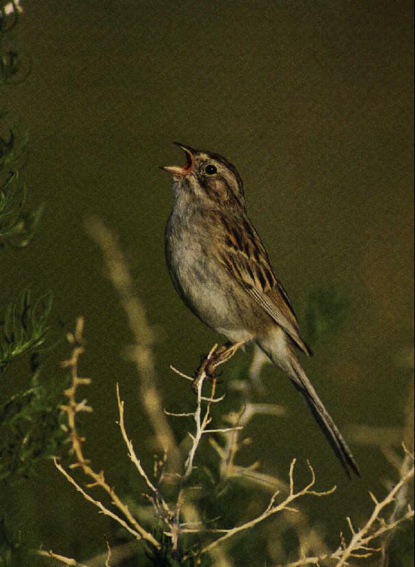 sparrow-Singing On Tree.jpg