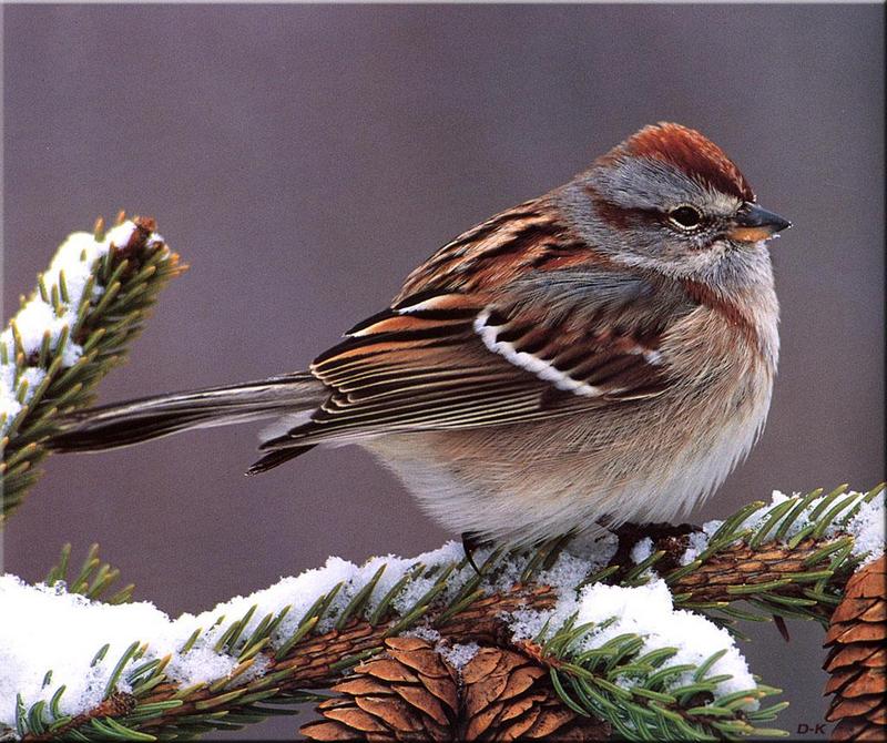 dk 002 American Tree Sparrow.jpg