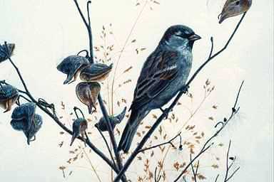 Bird Painting-Tree Sparrow-perching on branch.jpg