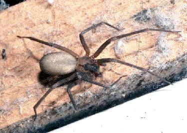 Brown Recluse Spider 075-Crawls.jpg